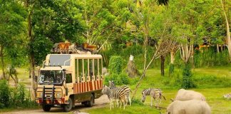 Trọn bộ kinh nghiệm đi Vinpearl Safari cho khách du lịch Phú Quốc 2023